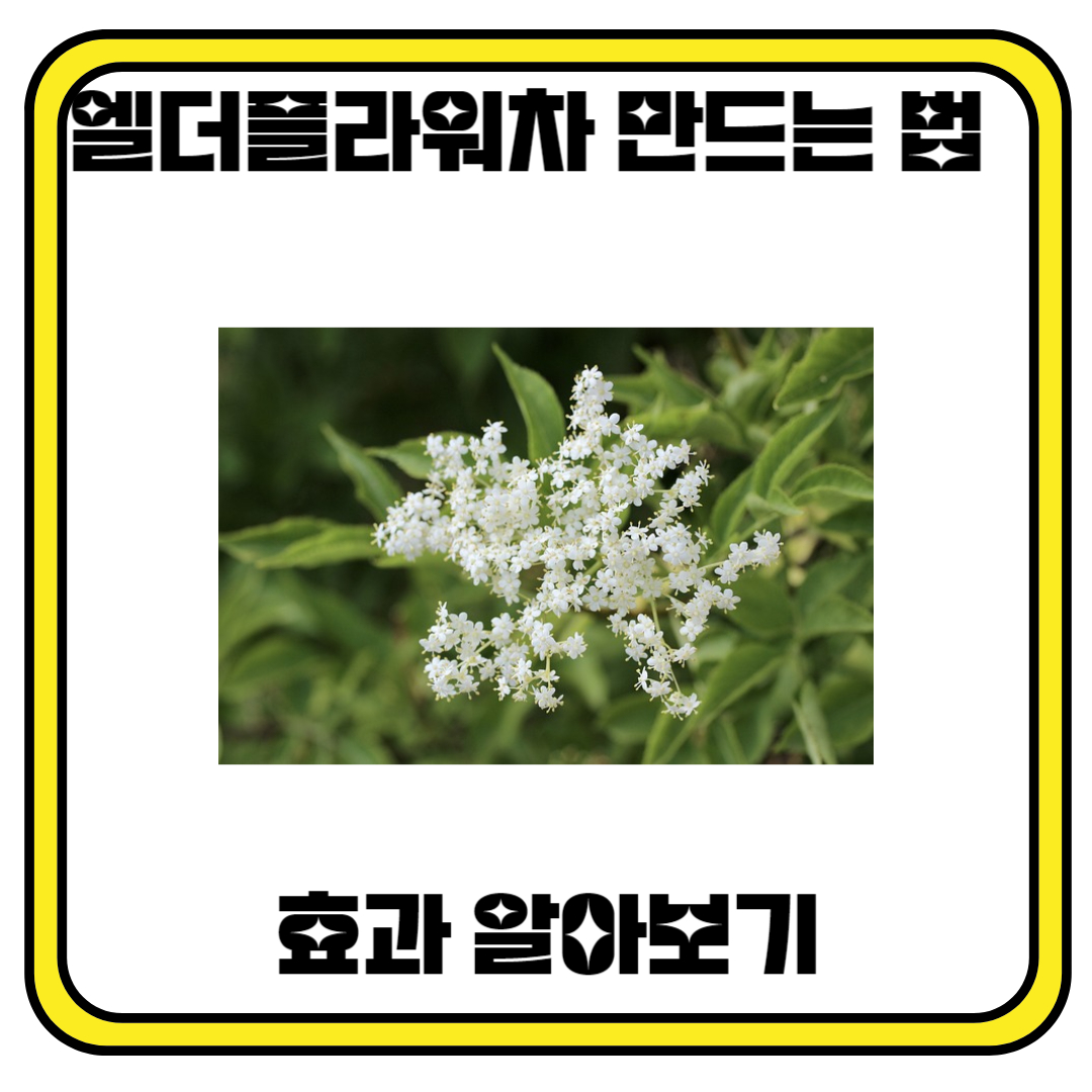 엘더플라워차 만드는 법과 효과