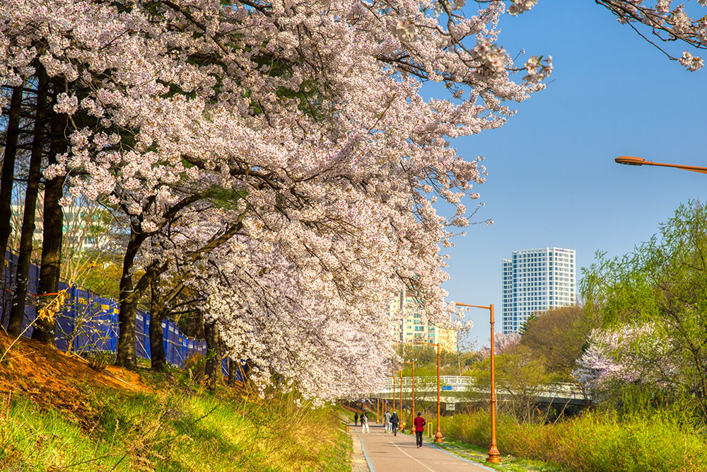 분당중앙공원 벚꽃 - 24