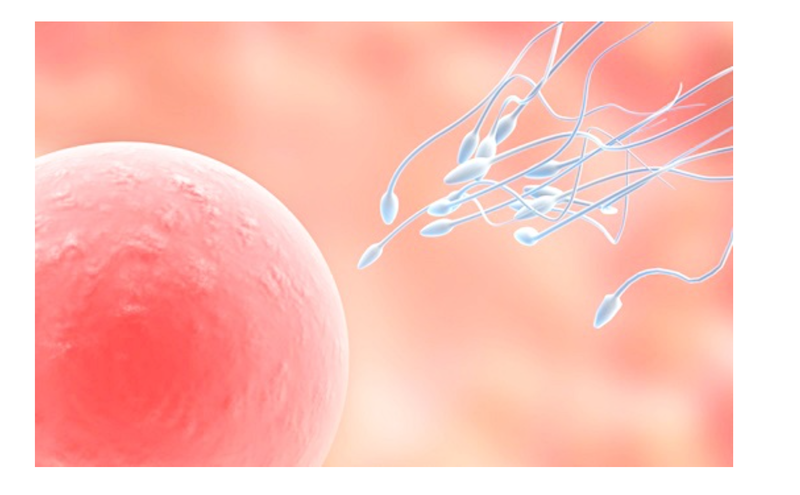 착상혈이 나오는 시기