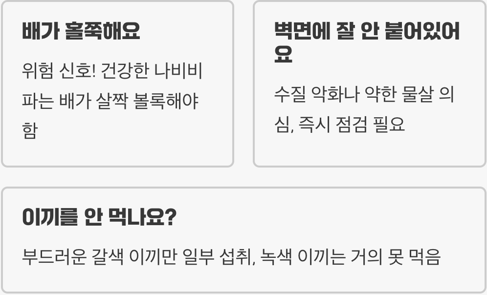 나비비파 키우기 A to Z (어항, 먹이, 수질 관리)
