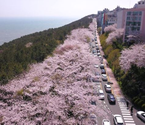 해운대 벚꽃