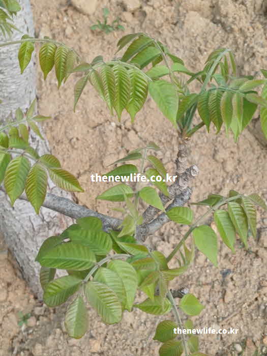 가죽나물 효능 해독 휘발성 유황 화합물