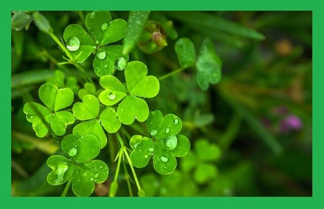행운-네잎클로버