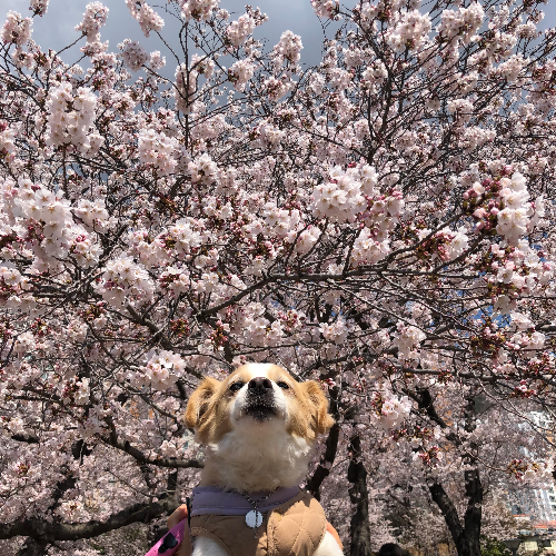 노령견 교감하기, 스킨쉽, 벚꽃