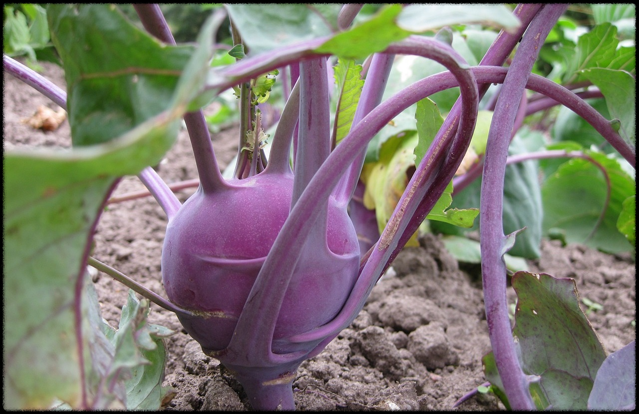 콜라비관련이미지3