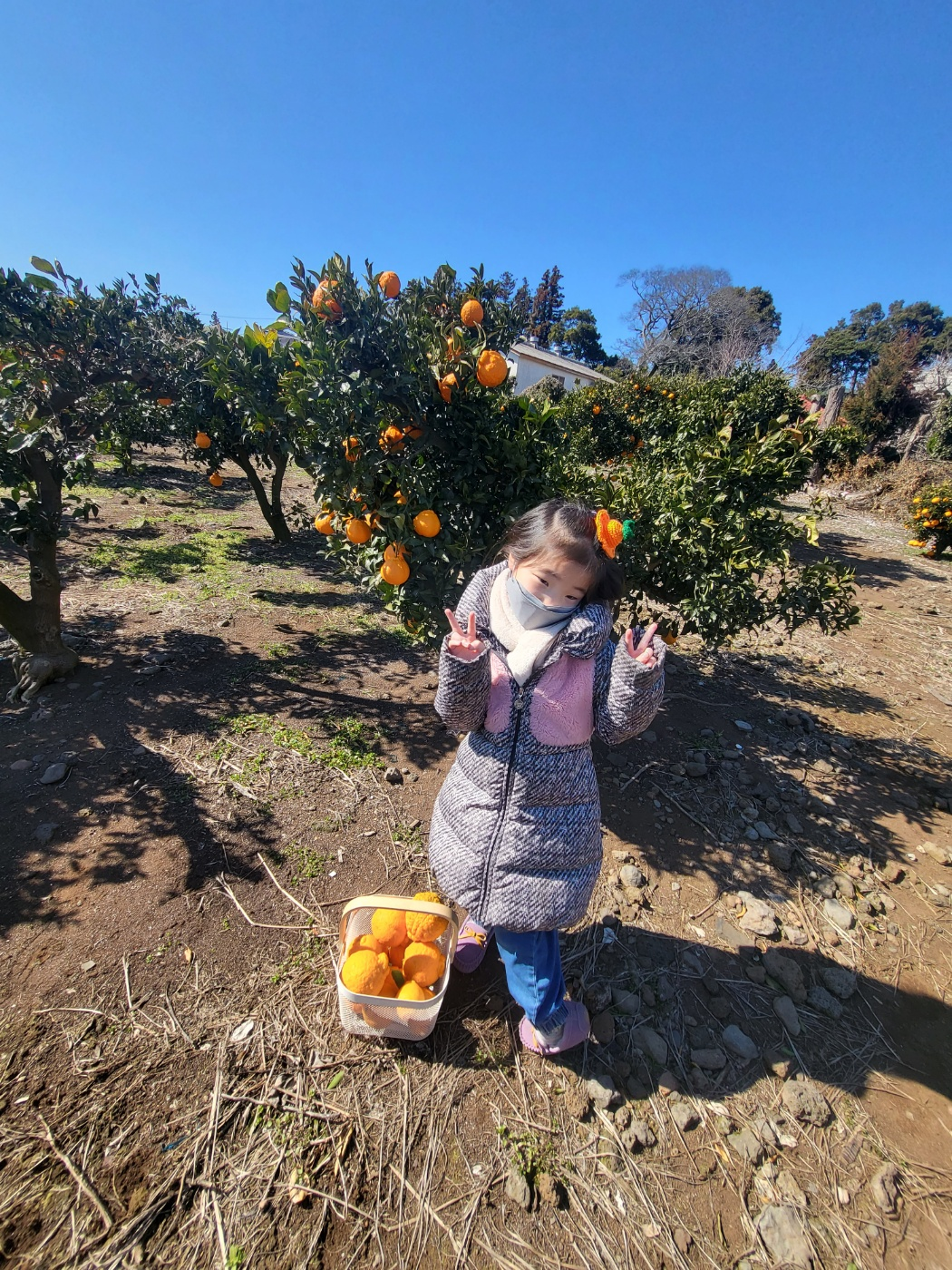 제주도 한라봉 체험, 감귤 체험