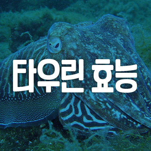 타우린 효능