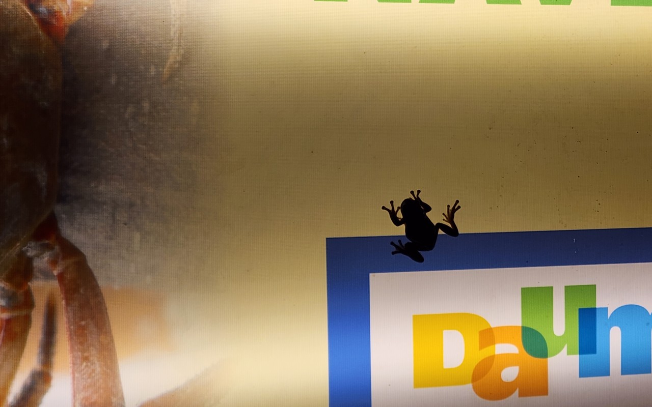 테라크랩팜 개구리 체험