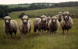 2025년 삼재띠 삼재