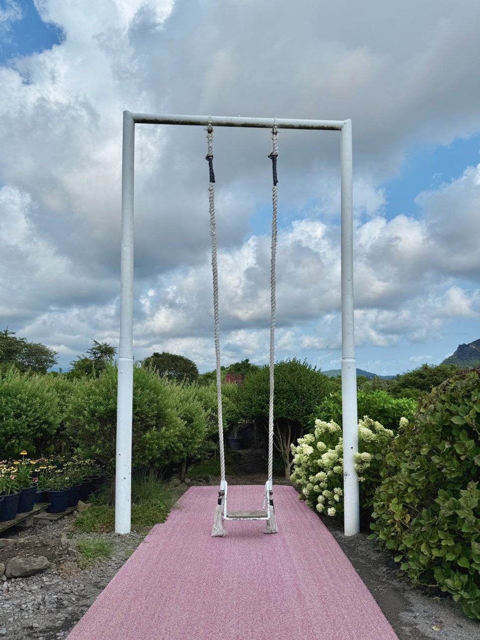 제주 핑크뮬리 명소 마노르블랑