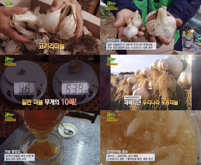 코끼리 마늘 사진들