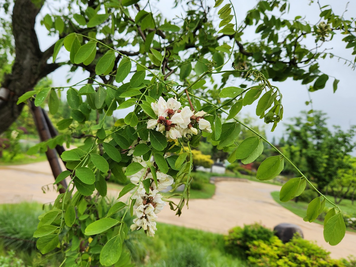 용아까시나무