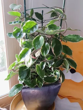 호야 키우기 꽃피우기 번식법 알고 물주기_22