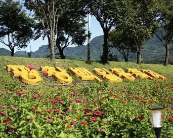 평창 백일홍 축제_5