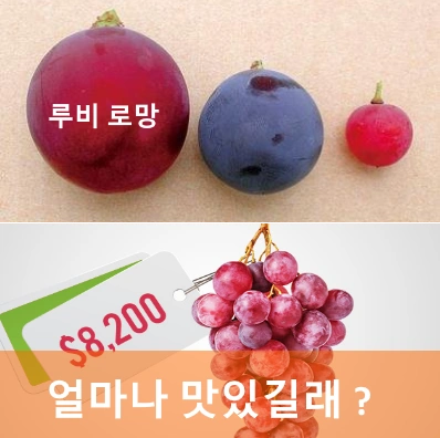 루비로망 포도