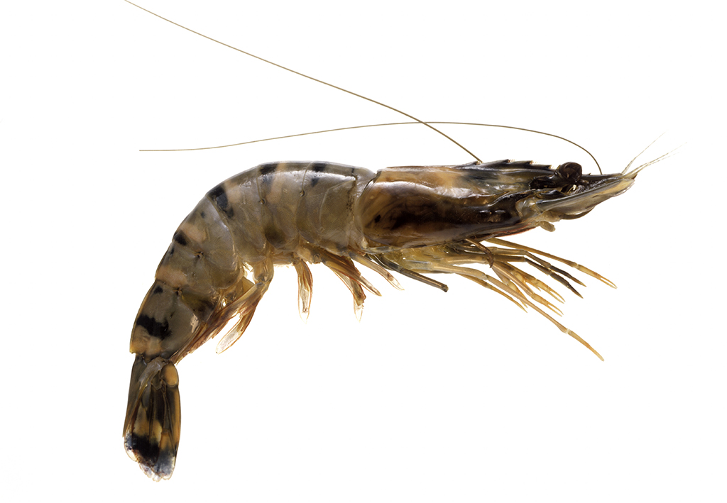 새우 효능 및 부작용