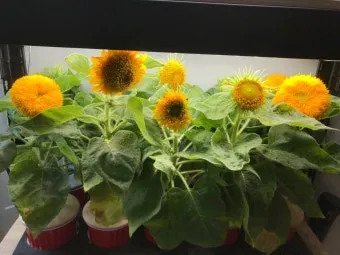 해바라기 재배 파종 깊이 지주 세우기 씨앗 수확_12