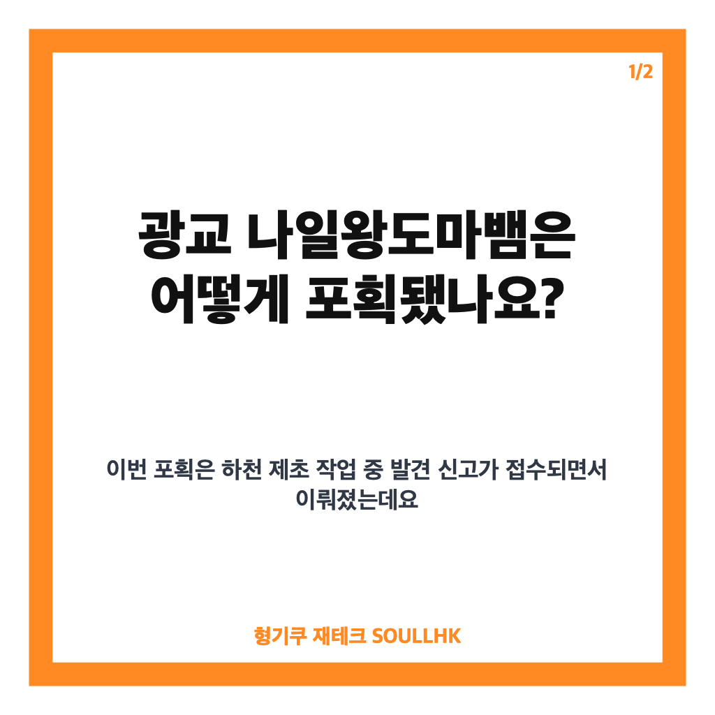광교 나일왕도마뱀 포획, 광교 산책로서 수색 11일 만에 발견 카드뉴스 1