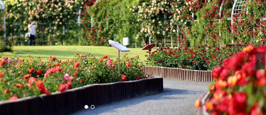 울산 대공원 장미축제
