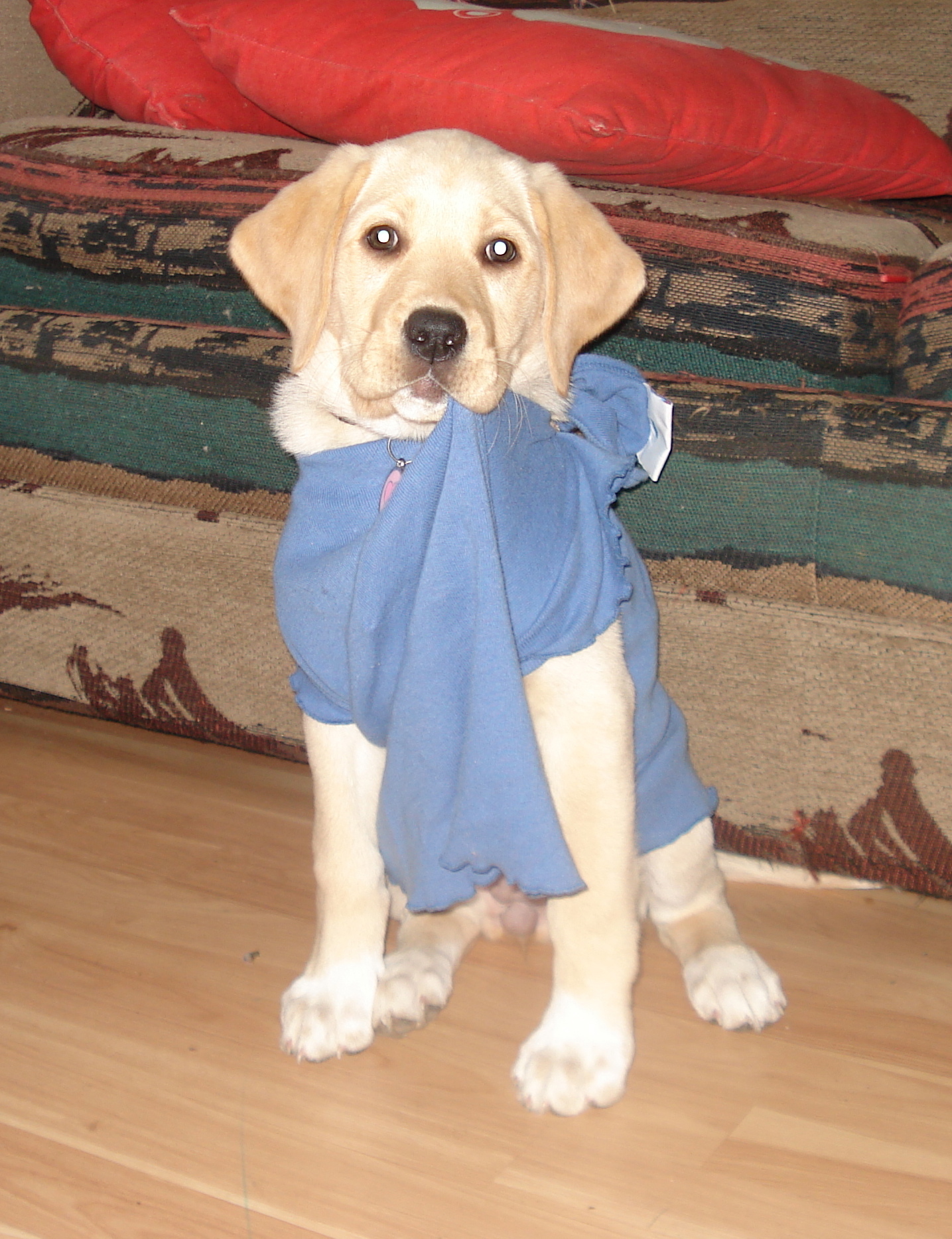 하우스 훈련 관련 사진