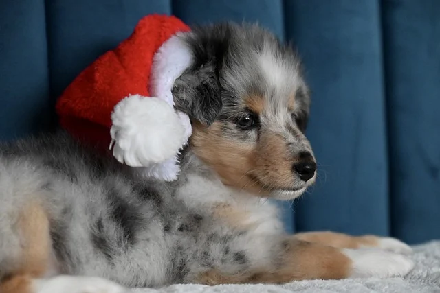 자동차 여행 시 반려동물 안전하게 이동하는 방법