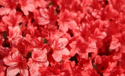 군포 철쭉축제 초대가수 및 일정 총정리