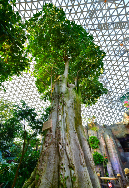 거제식물원 정글돔