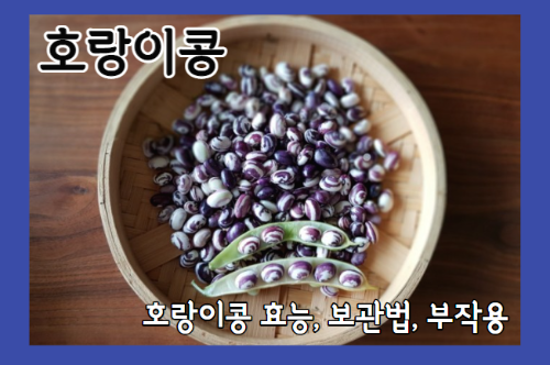 호랑이콩 효능 8가지와 보관법 및 부작용