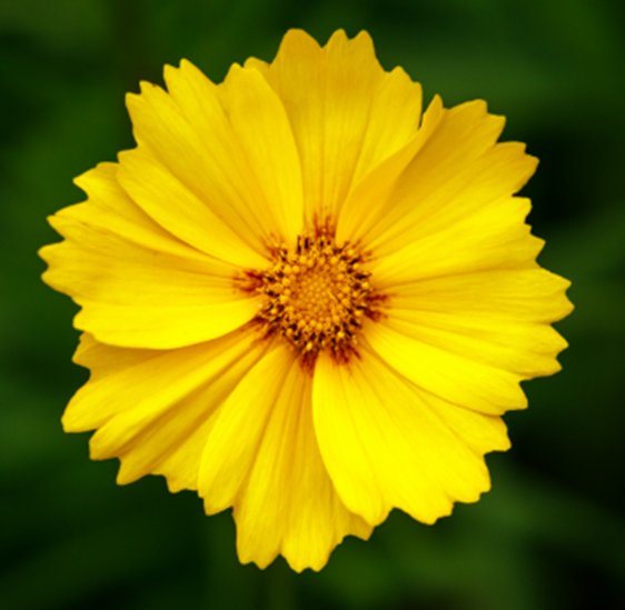 금계국의 개화시기1