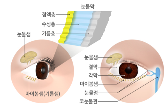 눈물막 및 눈물기관의 구조