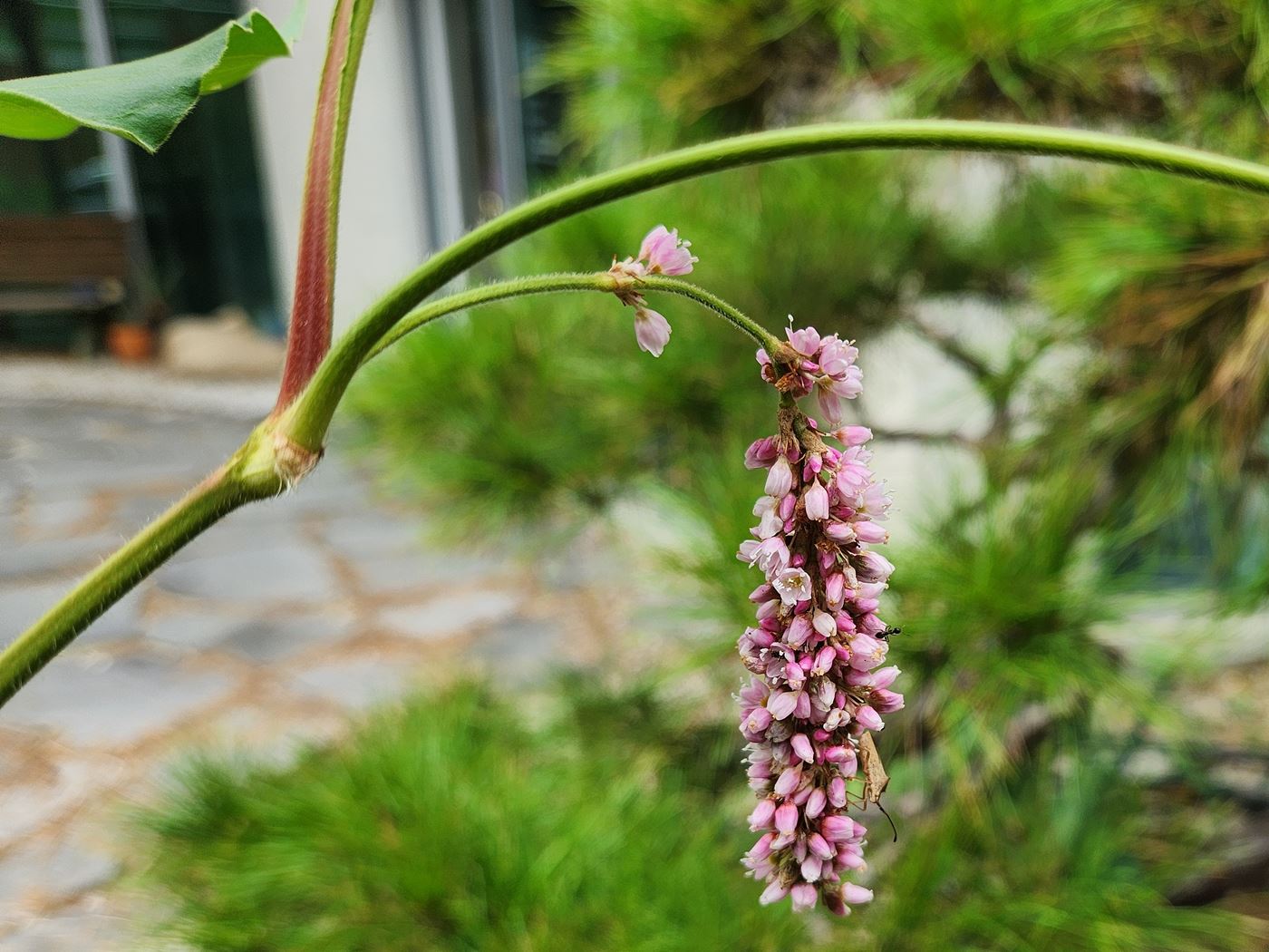 노인장대(털여뀌)