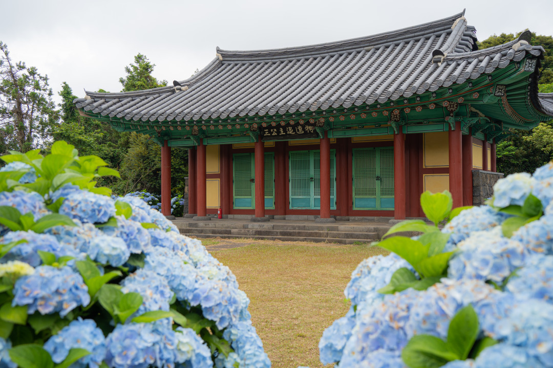 혼인지 수국