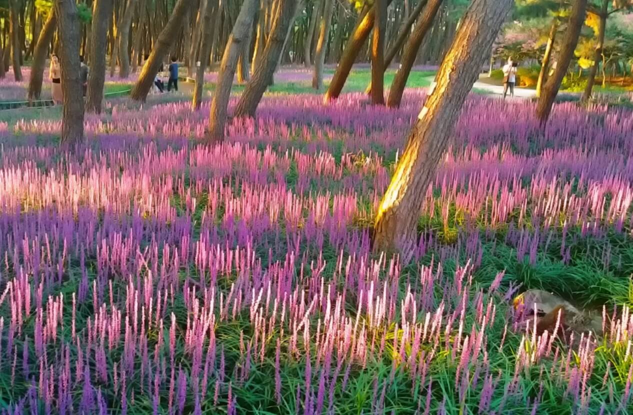 서천 가볼만한곳 베스트10 장항 송림산림욕장 & 장항 스카이워크