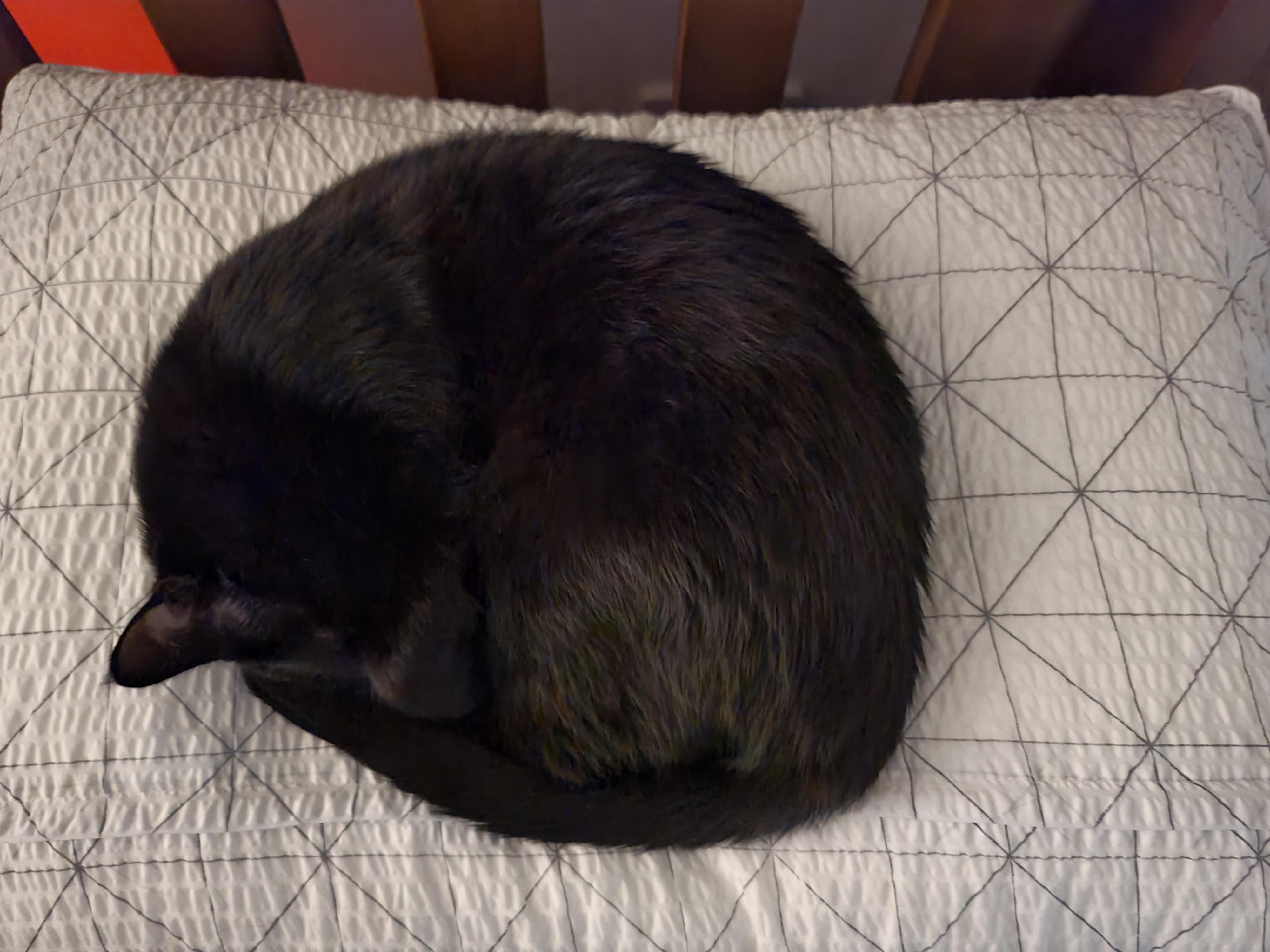 예술적감각이 뛰어난 고양이 올블랙 건이와 코트 무늬가 뛰어난 고양이 카오스 사랑이.