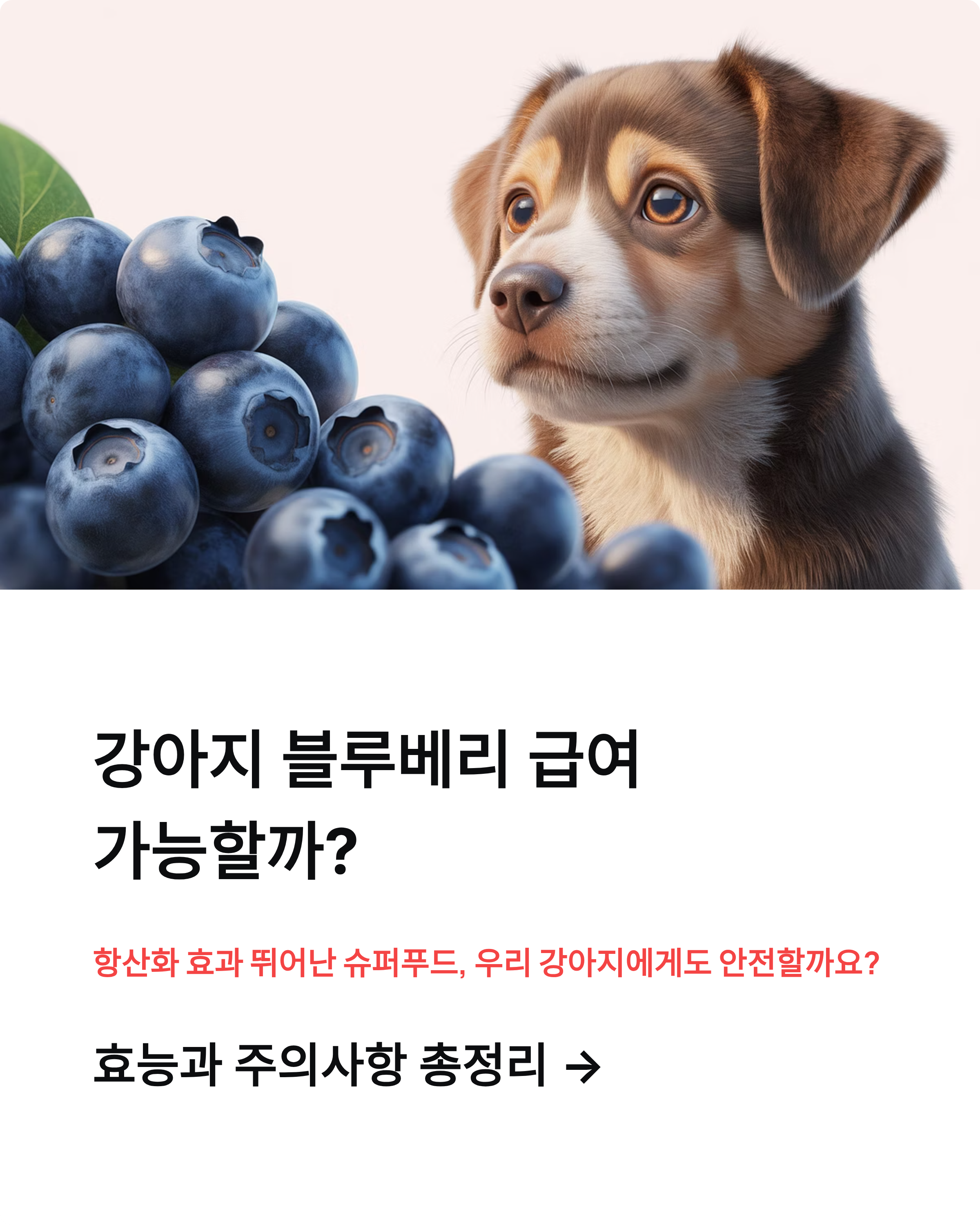 강아지 블루베리 급여 가능할까? 효능과 주의사항 총정리