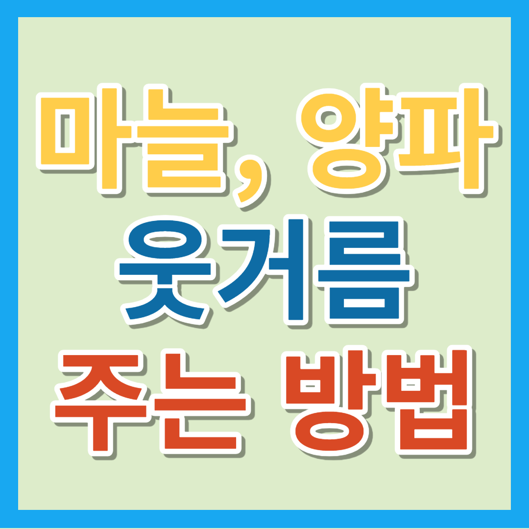 양파, 마늘밭 비료 추천 , 1차/2차 추비 방법, 웃거름 주는 시기, 비닐 걷기 일정 소개
