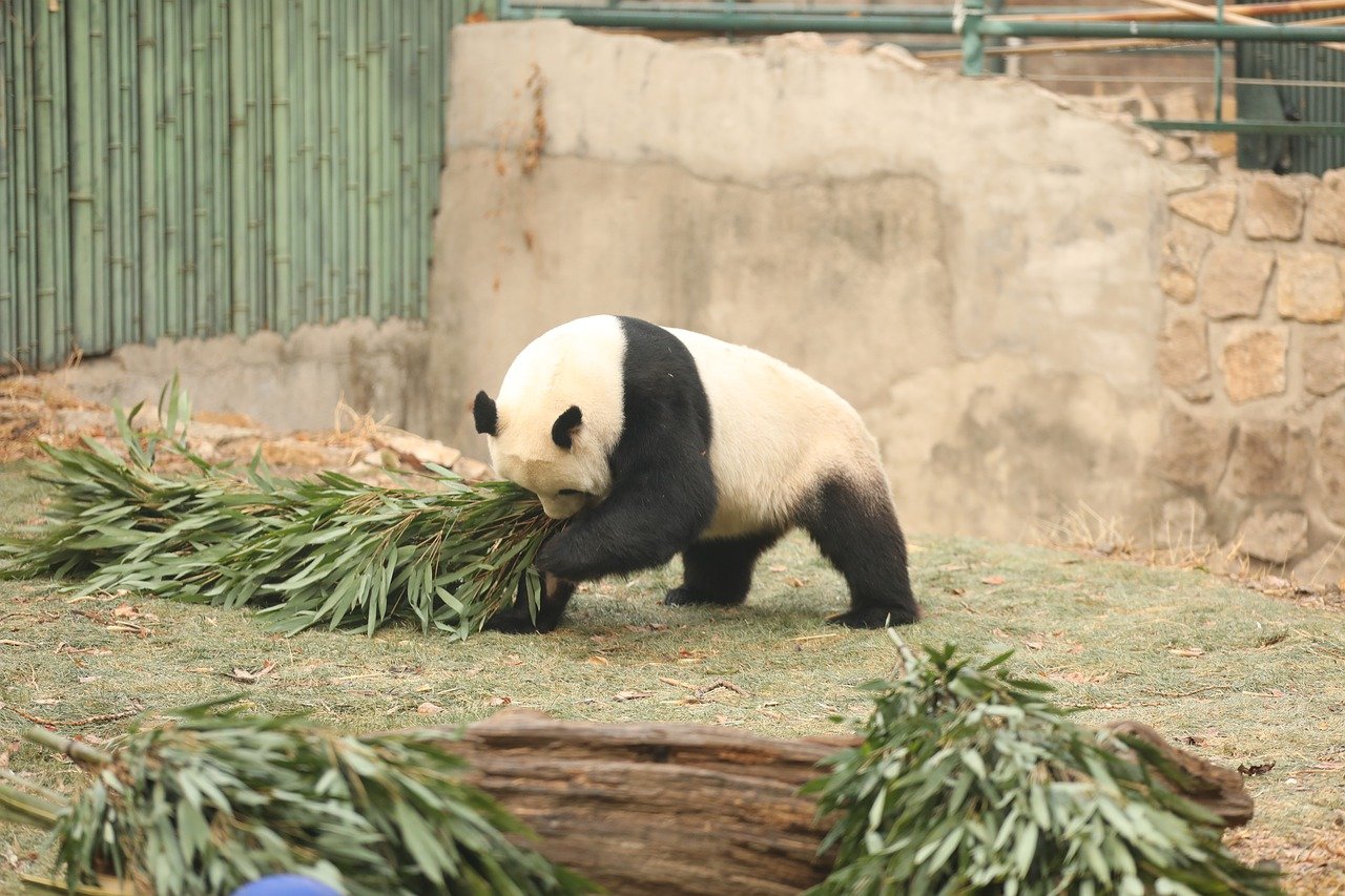 푸바오 동생 이름, 투표결과 바로보기