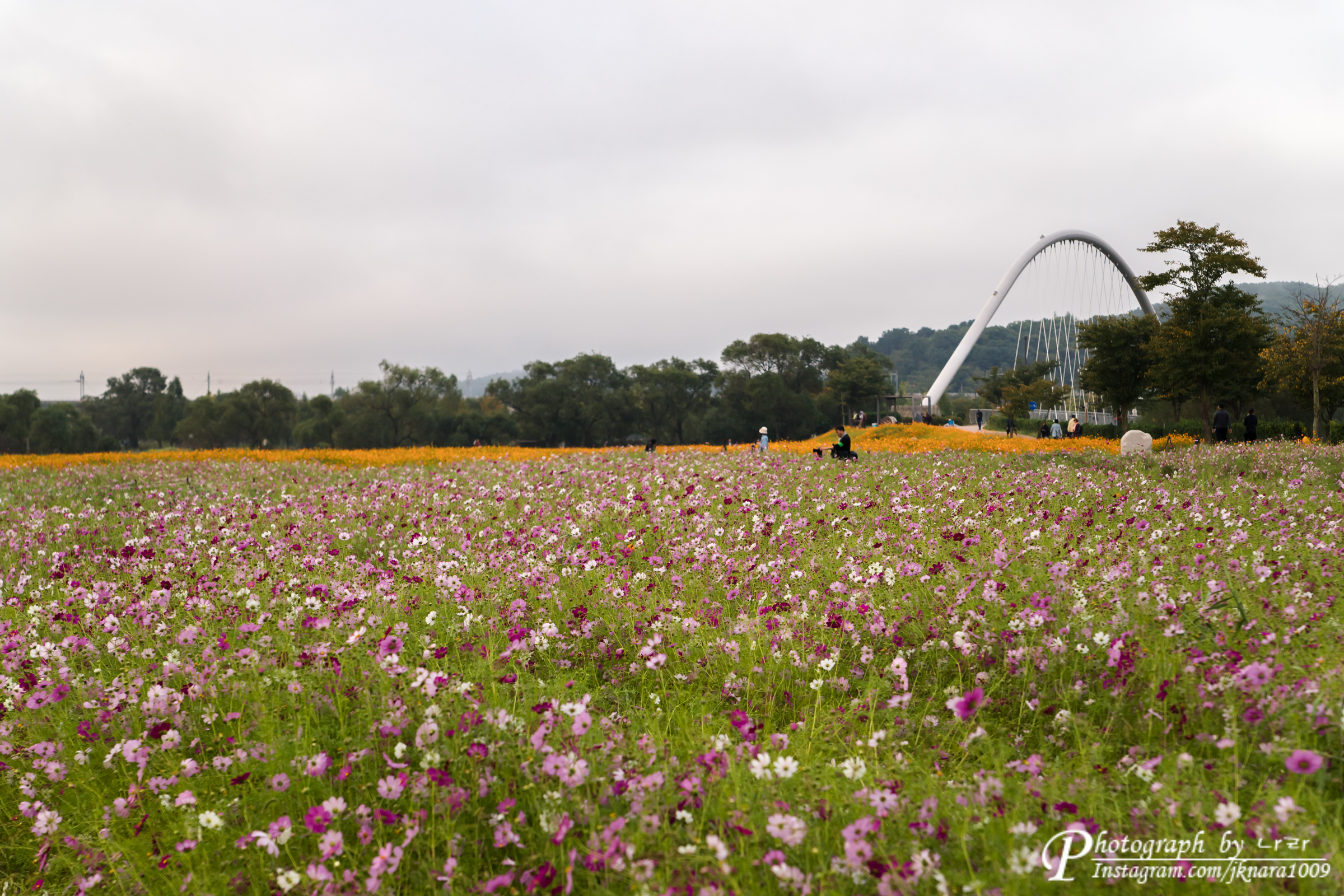 몰의 정원 코스모스 꽃밭