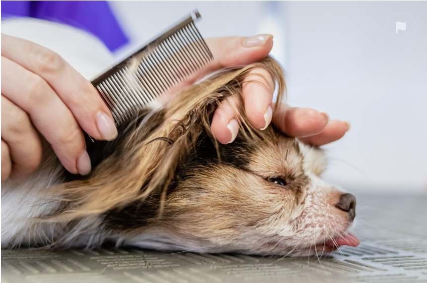 전문가가 추천하는 견종별 맞춤 미용 관련 이미지