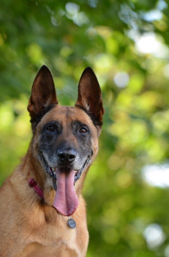 벨지안 매리노이즈