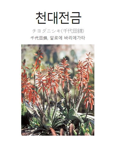 특이한 형태의 다육식물 '파우카리아'