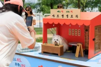 서울 마포 반려동물 캠핑장 도심 속 힐링 명소 가이드_11