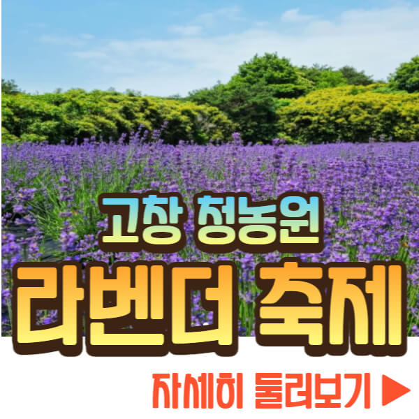 고창 청농원 라벤더 축제