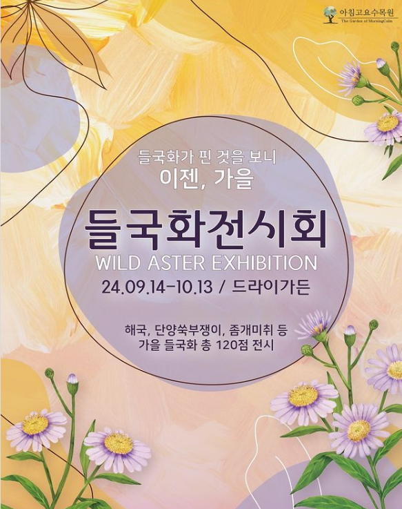 들국화 전시회 아침고요수목원