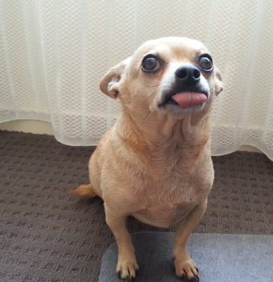 귀여운 견종 추천과 강아지 인기 순위