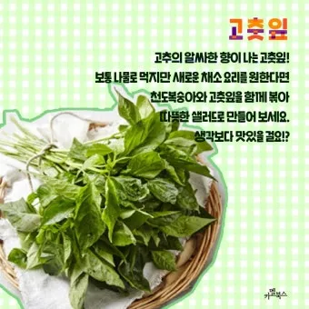 고춧잎 재배 잎 수확용 가지 치기 친환경 시비_13