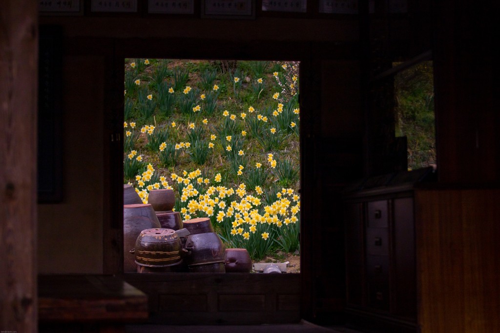 서산 유기방가옥 수선화 축제