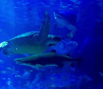 부산 아쿠아리움 최대 할인 방법 (최저가 입장료 구매)