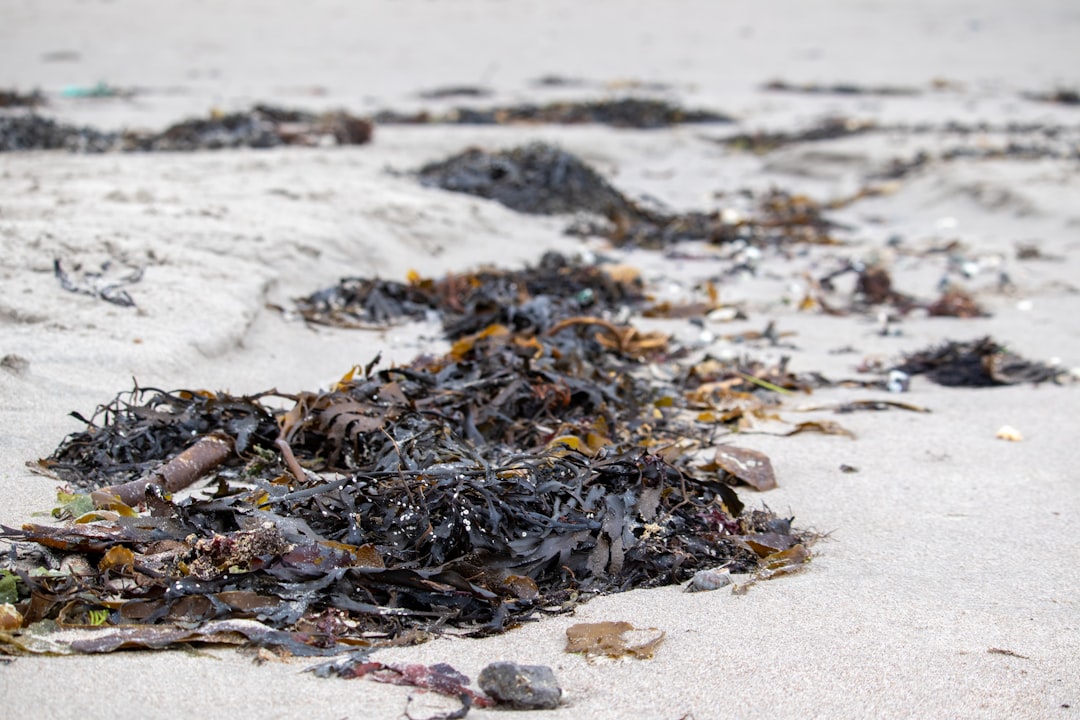 Seaweed