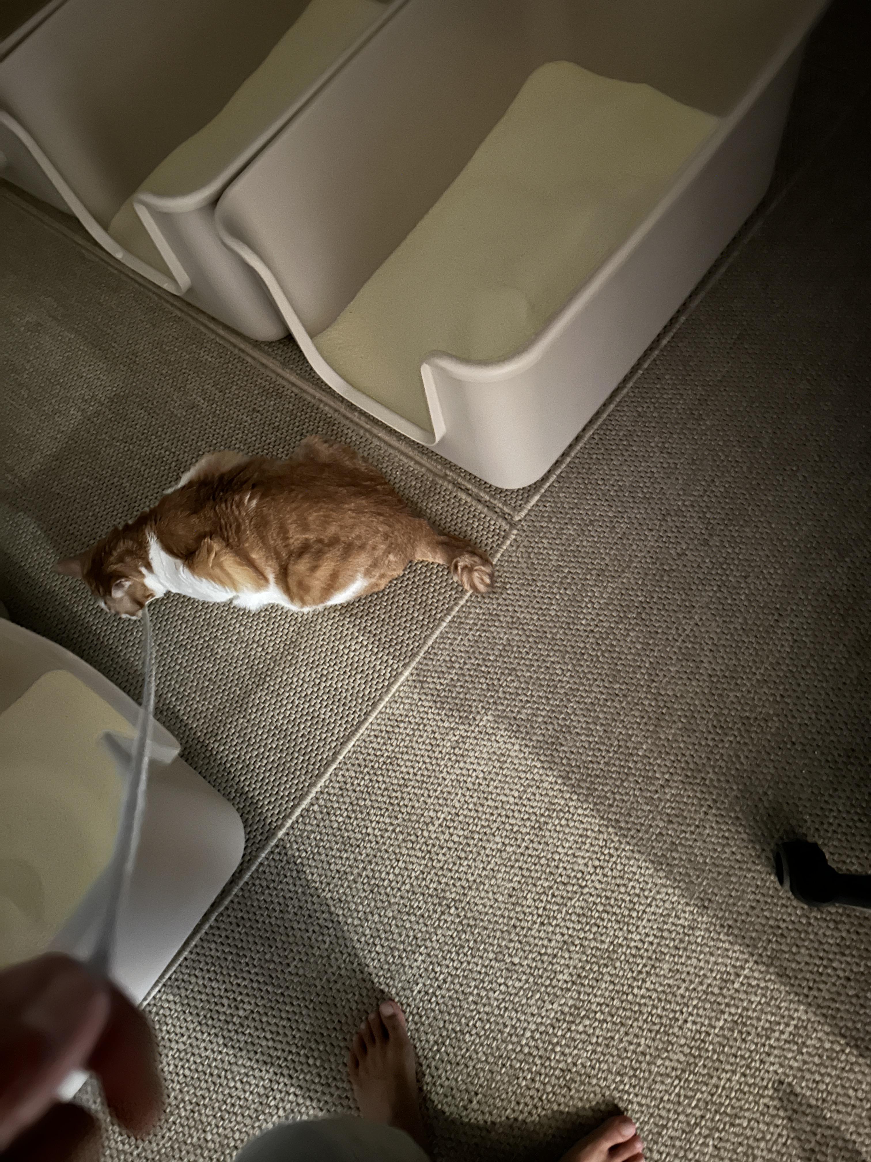 도대체 누가누굴 산책 시키는거냥 ㅋㅋ(feat.집안산책)